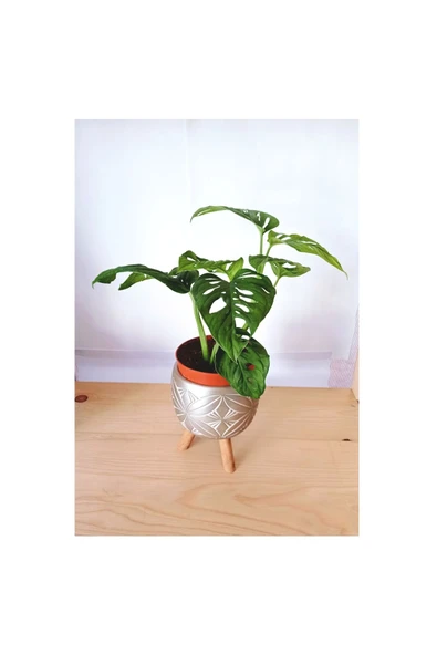Monstera Adansonii Monkey - Resim 2
