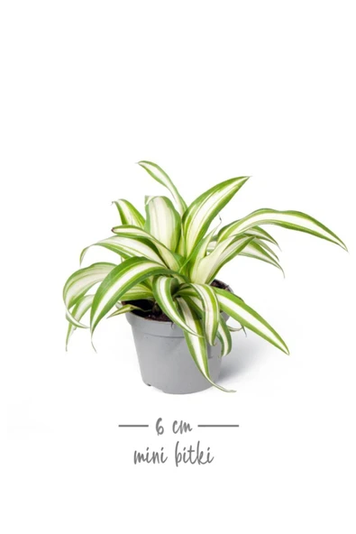 Chlorophytum Laxum - Kurdele Çiçeği Mini - Ev Ofis Salon Iç Mekan Bitkisi - Baby - 2