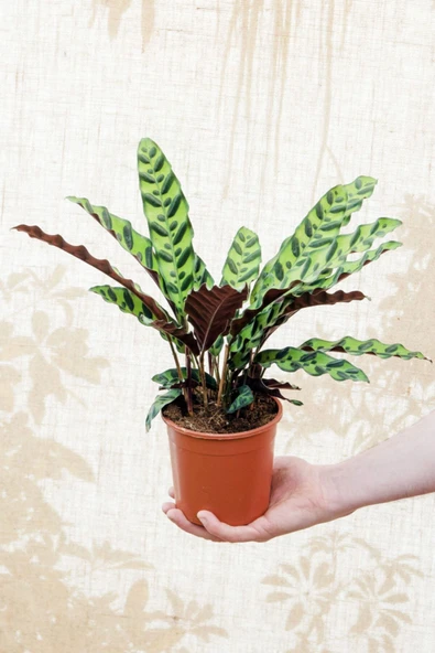 Calathea Lancifolia 'rattlesnake' - Dua Çiçeği Kaladya - Ev Ofis Salon Iç Mekan Bitkisi - 40 Cm ürün görseli