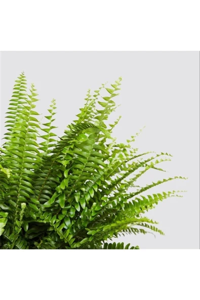Nephrolepsis Fujer - Aşk Merdiveni - Ev Ofis Salon Iç Mekan Bitkisi - Ø:12 Cm - H:30 Cm - Resim 2