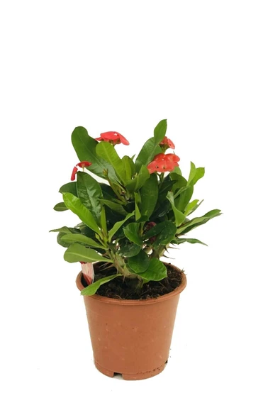 Eforbia Milli, Dikenler Tacı 20 25 Cm Boyunda, Ithal Bitki