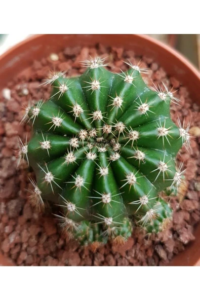 Kaynana Topuzu Kaktüs - Echinopsis Oxygona 9 Cm Saksıda - 2