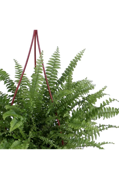 Aşk Merdiveni Bitkisi - Nephrolepis - Fujer - Askılı Saksı'da - Resim 2