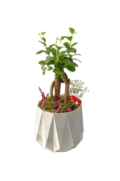 Beton Prizma Saksıda Mini Ficus Ginseng Bonsai