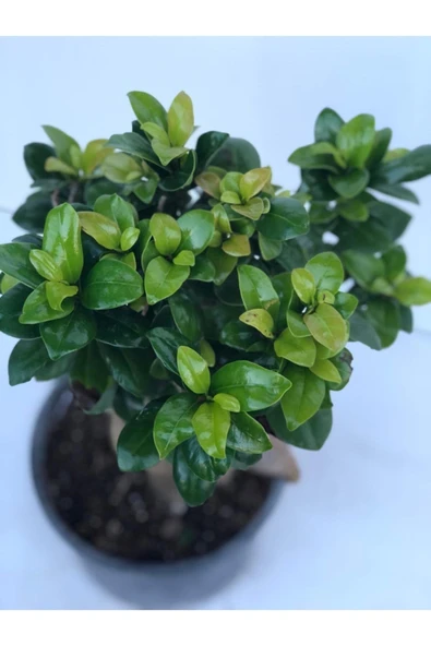 Ficus Bonsai Ithal 500 gr - Resim 3
