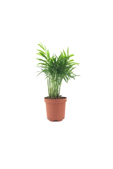 Chamaedorea Elegans