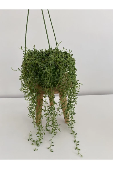 Tesbih Çiçeği - Senecio - 1