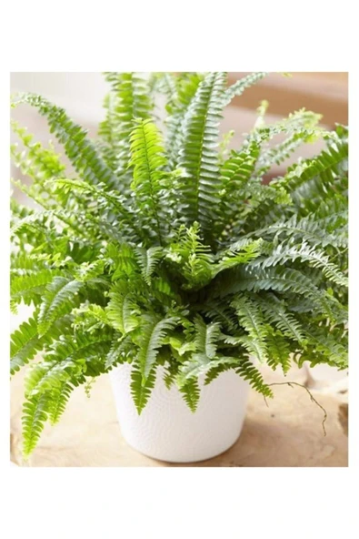 Aşk Merdiveni Çiçeği Fujer Nephrolepis Beyaz Seramik Saksılı ürün görseli