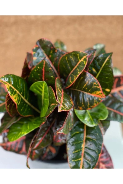 Kroton Çiçeği ürün görseli