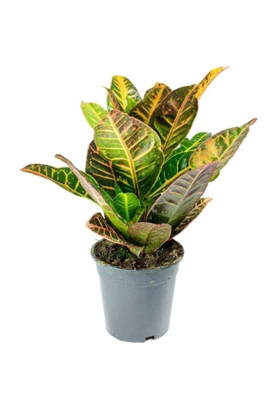 Codiaeum Petra - Kraton Çiçeği - Ev Ofis Salon Iç Mekan Bitkisi - 40 Cm ürün görseli 1