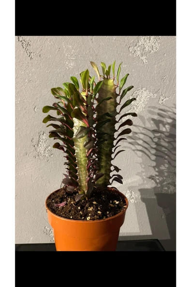 Euphorbia Trigona Rubra - Resim 2