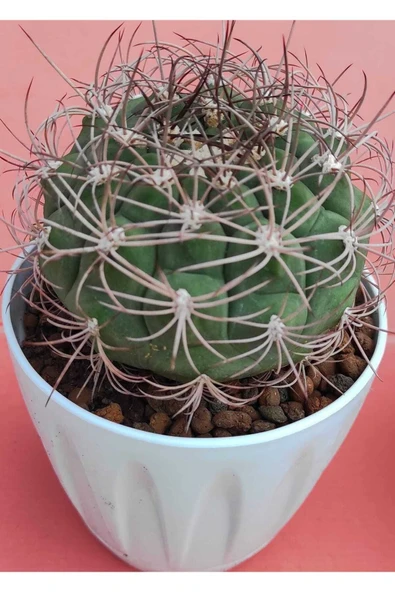 Gymnocalycium saglionis-11,5 cm saksı-ref 01A/U78 ürün görseli