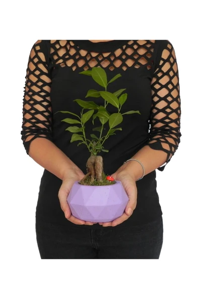 Likya Saksıda Ficus Gieseng Bonsai ürün görseli