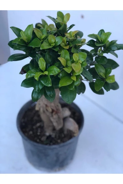 Ficus Bonsai Ithal 500 gr ürün görseli