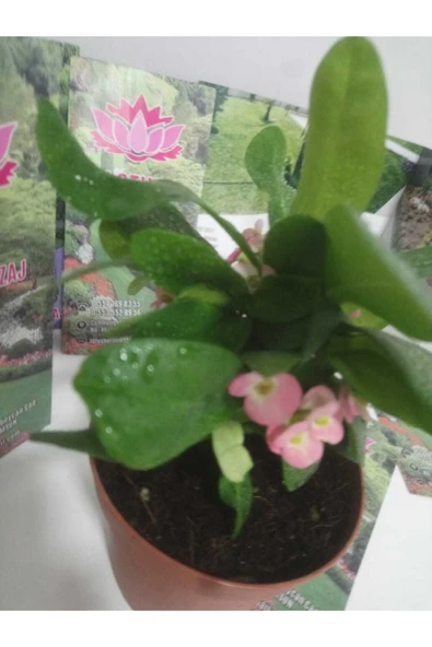 12lik Saksıda Euphorbia Milii Kaktüs Dikenler Tacı Pembe Renkli - Resim 2