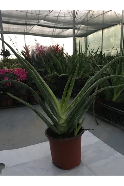 Aleo Vera Bitkisi - Resim 2