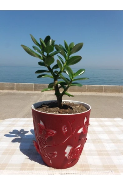 Crassula Ovata- Para Çiçeği- Bereket Bitkisi- 23-30 Cm 15 Aylık ürün görseli 1