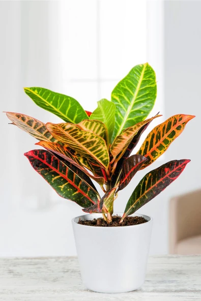 Codiaeum Variegatum 'sunny Star' - Kraton Çiçeği - Ev Ofis Salon Iç Mekan Bitkisi - 30 Cm ürün görseli 1