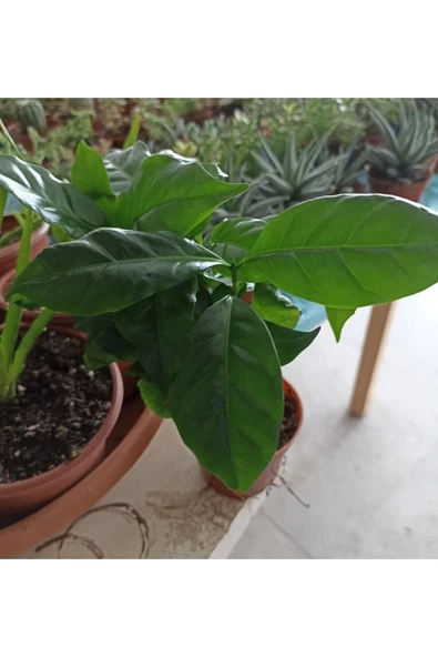 Coffea Arabica-kahve Çiçeği - 3