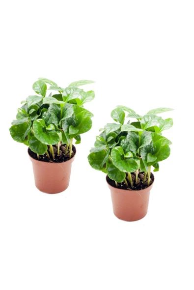 Coffea Arabica - Set 2 Adet Kahve Çiçeği Mini - Ev Ofis Salon Iç Mekan Bitkisi - Baby