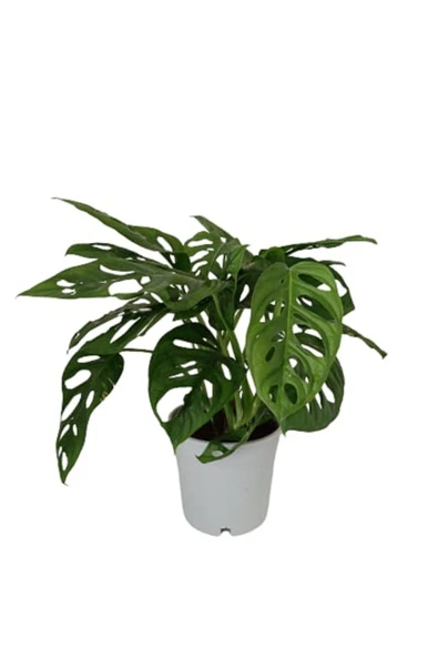 Monstera Adansonii - Monstera Monkey - Monstera - Deve Tabanı - Resim 2