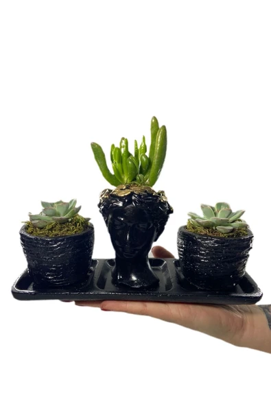 Üçlü Helen Serisi Crassula Hobbit Ve Sukulent Tasarım - Resim 3