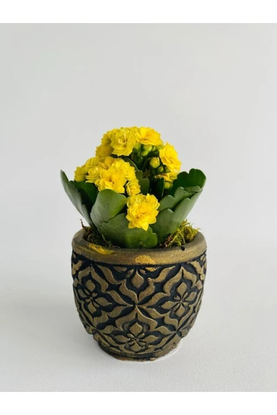 Siyah Mozaik Desenli Dekoratif Beton Saksıda Sarı Kalanchoe(kalanşo) - 2