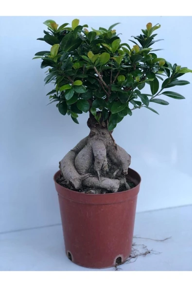 Ficus Bonsai İthal 100 gr ürün görseli 1