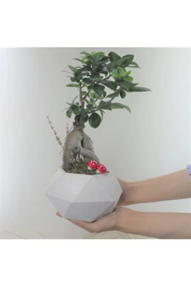 Ficus Ginseng Bonsai & Beyaz Geometrik Beton Saksıda Hediyelik Canlı Çiçek ürün görseli