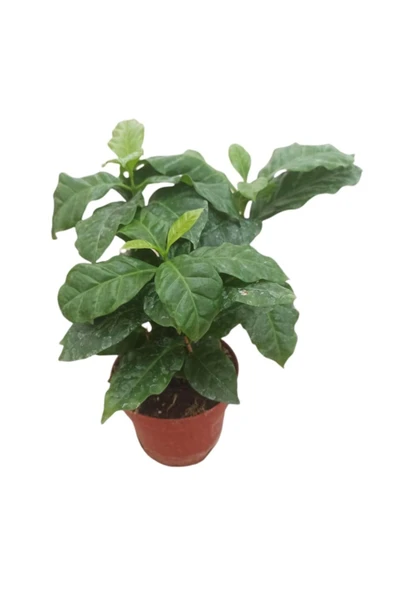 Coffea Arabica Kahve Çiçegi (ITHAL) 20 Cm Boyunda