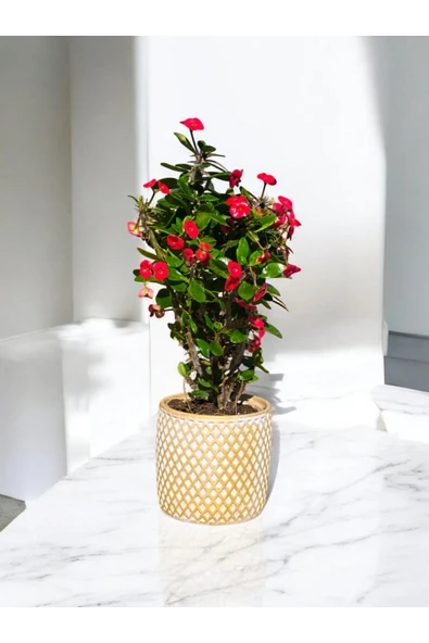 Gold Baklavalı Saksıda Hediyelik Muhteşem Kırmızı Dikenler Tacı - Resim 3
