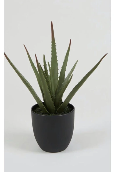 Aleo Vera Bitkisi ürün görseli