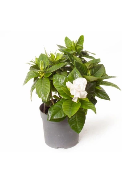 Gardenya Tomurcuk Çiçekli Gardenia Jasminoides 15 Cm ürün görseli