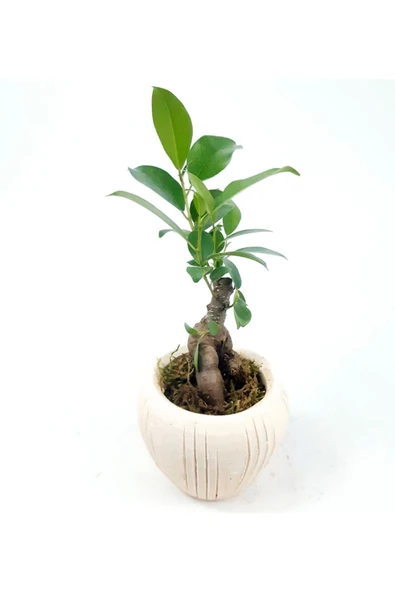 Eskitme Çizgi Desenli Saksıda Ficus Bonsai - 3
