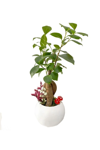 Beyaz Beton Neptün Saksıda Mini Ficus Ginseng Bonsai