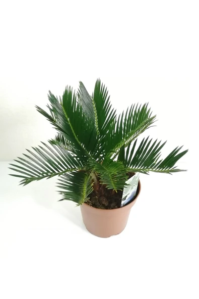 Sikas Palmiyesi Mini Cycas Revoluta Japon Sago Palm - 3
