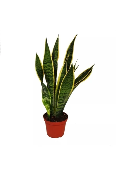 Sanseveria Paşa Kılıcı ürün görseli