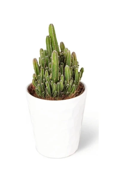 17 Cm Porselen Saksıda Peri Kulesi ürün görseli