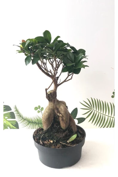 Ithal Bonsai Ficus Ginseng 1000gr Gövde - 2