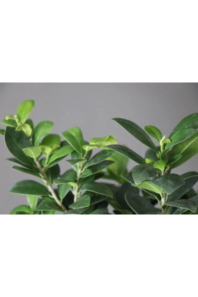 Ficus Ginseng Bonsai Ev Ofis Bitkisi - Resim 2