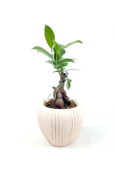 Eskitme Çizgi Desenli Saksıda Ficus Bonsai - 2