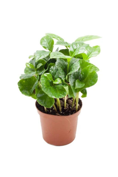 Coffea Arabica Kahve Çiçeği Kahve Ağacı