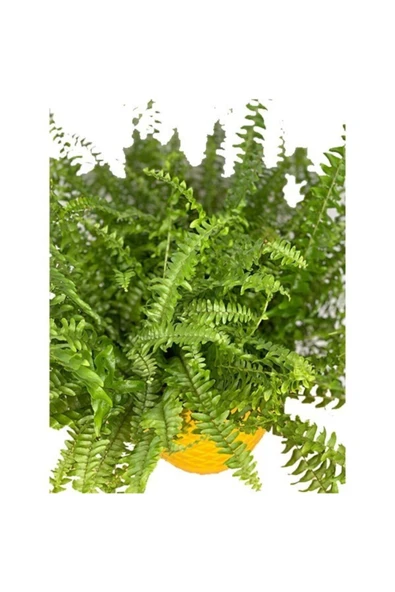 Aşk Merdiveni Fujer Gold Xl - Resim 2