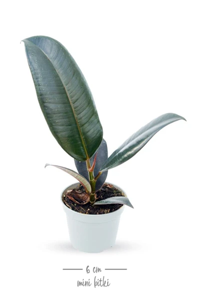 Ficus Elastica Robusta - Set 2 Adet Kauçuk Çiçeği Mini - Ev Ofis Salon Iç Mekan Bitkisi - Baby - 2