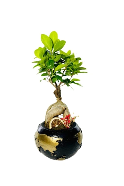 Siyah Dünya Serisi Ficus Gingseng Bonsai Tasarım ürün görseli
