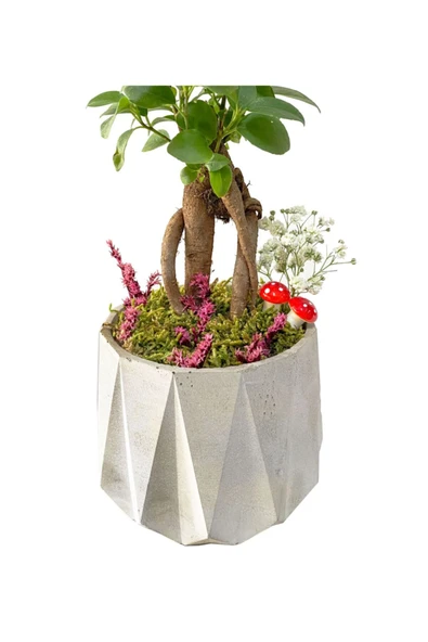 Beton Prizma Saksıda Mini Ficus Ginseng Bonsai - 2