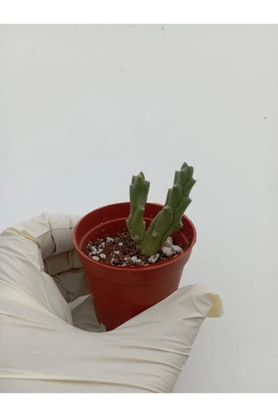 Leş Kaktüs Leş kaktüsü ( Saksılı Bitki ) Stapelia Variegata - Resim 2