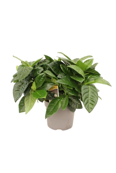 Ithal Gardenia - Gardenya Bitkisi Yaz-kış Çiçek Açan Kokulu Ev Ofis Bitkisi Salon Dekoru Hediyelik - Resim 3