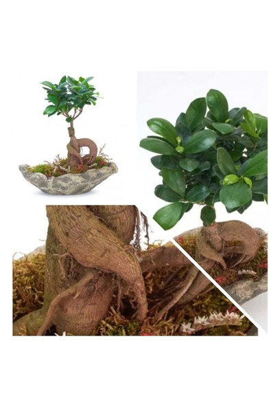 Taş Saksıda Ficus Bonsai Bonzai ürün görseli