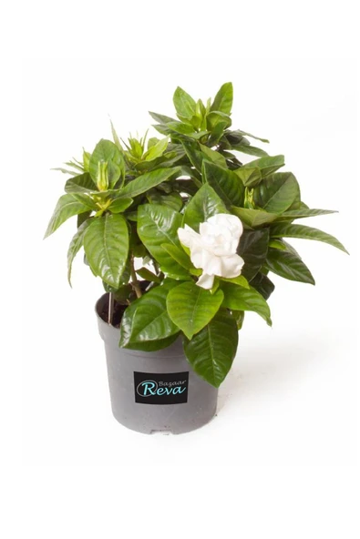 Gardenia Jasminoides | Gardenya Çiçeği | S.çapı 13cm | Ev Ofis Salon Iç Mekan Bitkisi ürün görseli